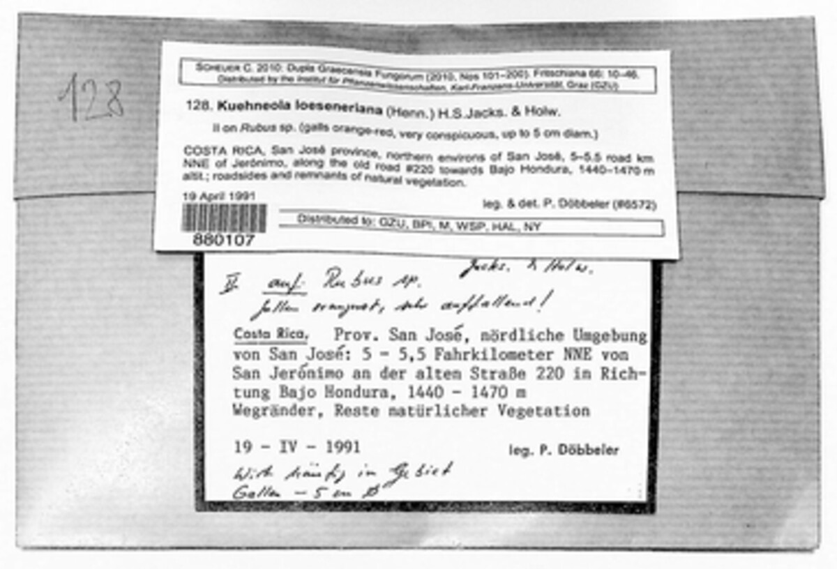 Kuehneola image